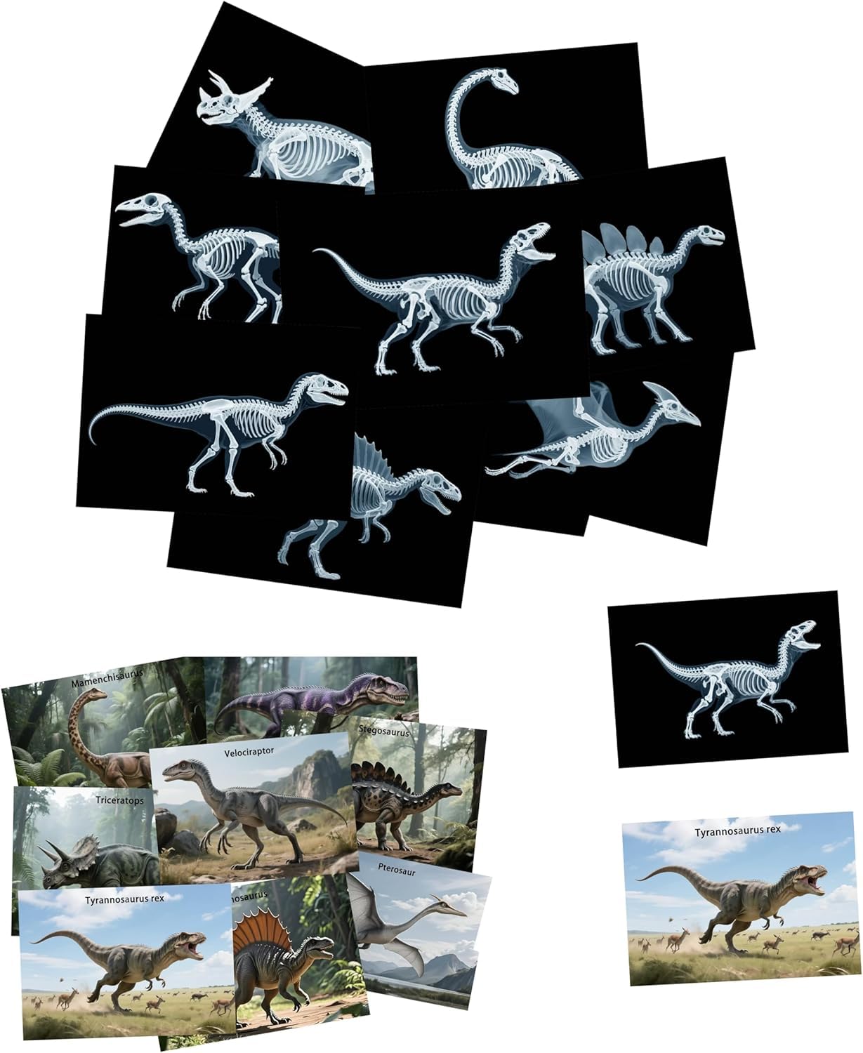 Photo 1 of 16 Animal X-Ray Set, Educational Science Kit for Kids to Explore Bone Structures for Lightstand Accessories, Light and Shadow Areas (Dinosaur Series)
