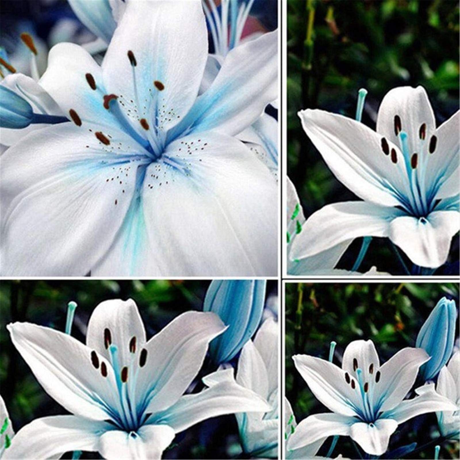 Blue Rare Lily Seeds for Yard Gardening Plant 100Pcs Blue Rare Lily Seeds