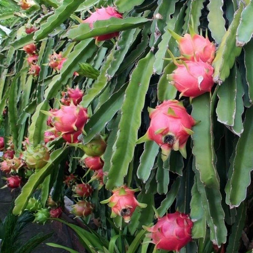 Гилоцереус драгонфрут. Гилоцереус - питахайя. Питахайя саженцы. Эпифиллум питахайя. Питахайя цветет.