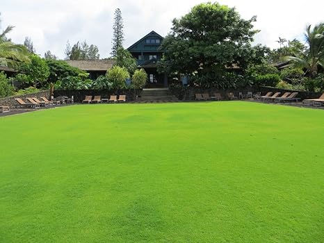 Creative Farmer Couch Lawn Grass Seeds Pack Of 5000 Seeds
