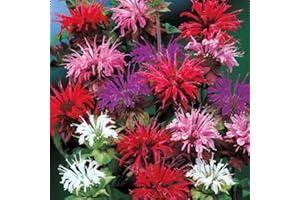 WIVOLIBE 500+ Bee Balm Flower Seeds Perennial Monarda Didyma Bee Balm Heirloom Flower for Planting Non-GMO Seeds - Open-Pollinated