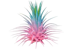 THE DRUNKEN GNOME Colorful Air Plant Live Tillandsia Ionantha Airplant Healthy Arrival Guaranteed Great Indoor Plant Home Decor & Gift (Two Tone I)