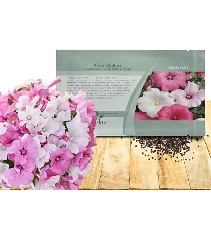 Amazon.com : Rose Mallow Seeds for Planting (100 Seeds) - Swamp Rosemallow,  Marshmallow - Hibiscus moscheutos : Patio, Lawn & Garden