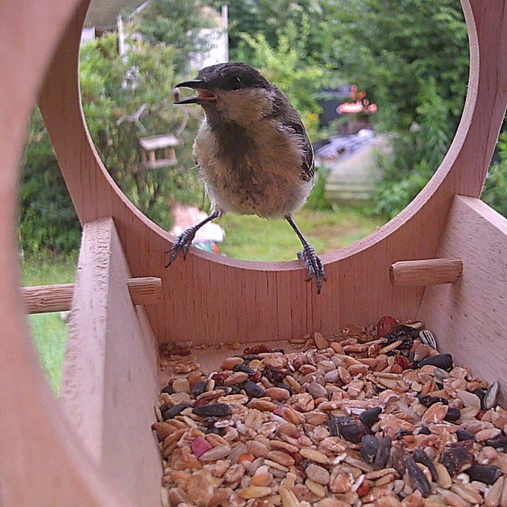 DieMaus Vogelhaus mit Kamera 6