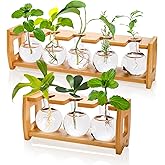 Pumtus 2 Pack Propagation Stations with Bamboo Stand, 8 Bulbs Desktop Water Plant Terrarium Vase, Retro Plant Propagation Jars for Indoor Plants, Glass Planter Gifts for Home Office Table Decor
