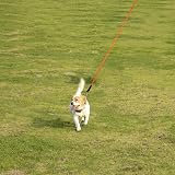 Vivifying Long Dog Lead 10M Reflective Floating with Soft Handle Orange view 9