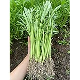 420+ Ong Choy Seeds - Rau Muong La TRE, Kangkong, Kong Xin CAI, Water Spinach Seeds - Premium, Heirloom, Non GMO, 99% Germination Rate - Easy to Grow Vegetable for Yard &amp; Garden Planting
