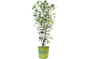 GREEN PROMISE FARMS American Beauties Native Plants - Aronia arb. 'Brilliantissima' (Red Chokeberry) Shrub, white flowers, #2 - Size Container