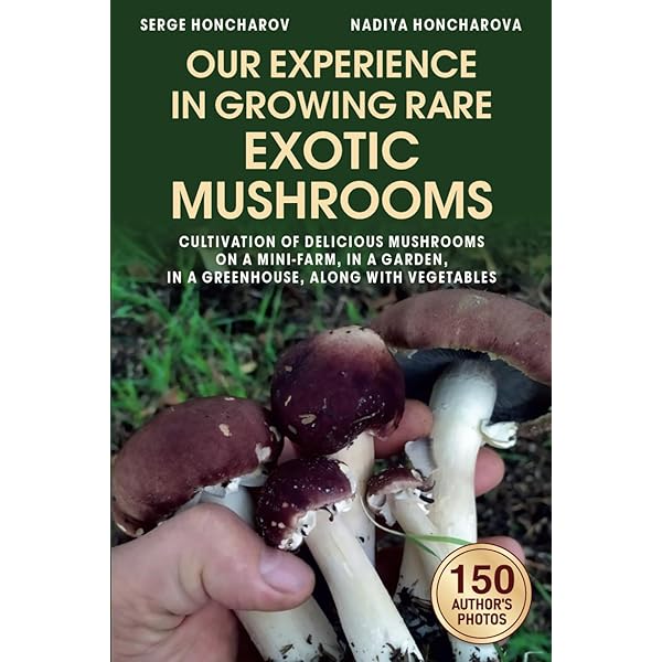 Mushroom Сultivation on a Modern Mushroom Farm: Modern