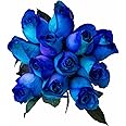 12 Stems - Fresh Cut Blue Lollipop Roses from Flower Explosion