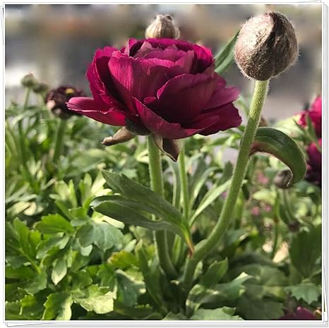 Amazon ラナンキュラス 球根 カラフル 花は珍しいリビングルームの装飾 屋外庭園植物の球根 美しい色 球根 花