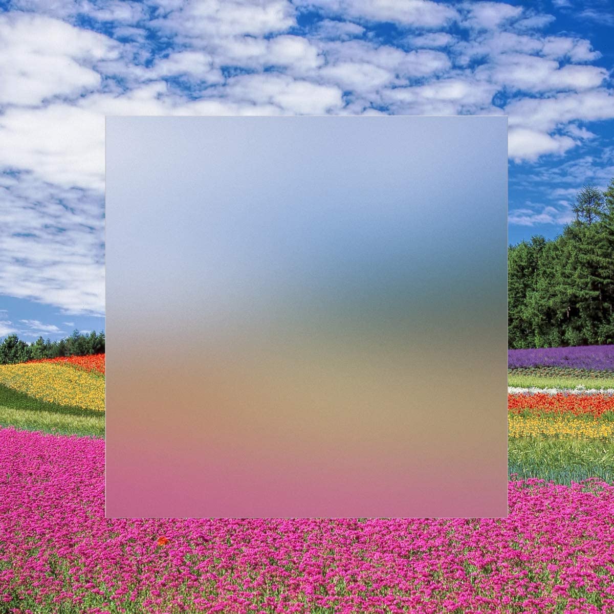 Photo 1 of Rock Hard Plastics - 12" x 12" Clear Frosted P95 Privacy Acrylic Sheet Lucite Plexiglass (Actual Size 11.875" x 11.875" - .118" (1/8"), Frosted)