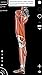 Muscular System - 3D Atlas of Anatomy