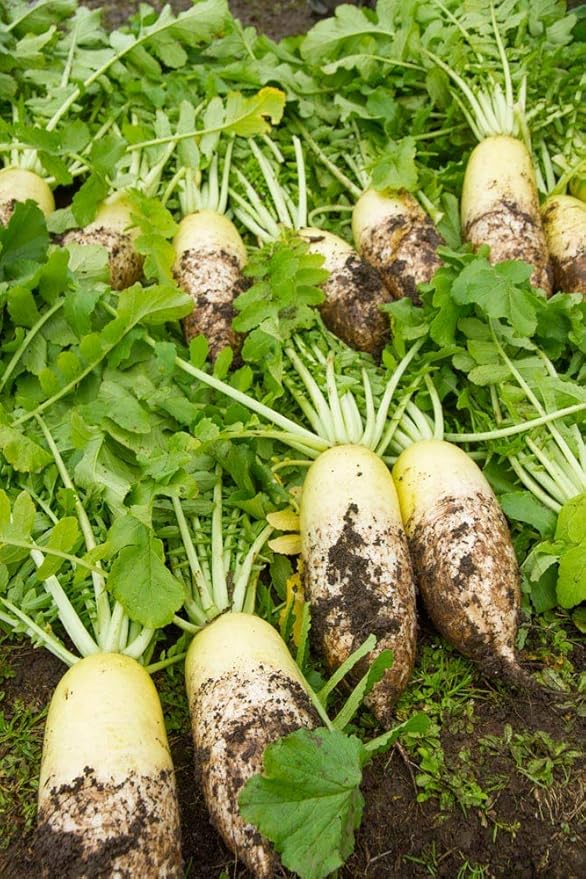 Amazon 数の子入り源助大根寿し 3本入り かねなかや次兵衛 かぶらずし 石川県 金沢 発酵食品 なれずし ノーブランド品 弁当 通販