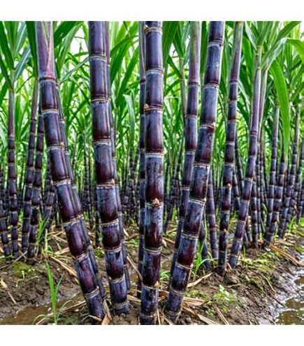 たくみ　　　　　　　　　　　　　　　　　　　　　　　　Sugar Cane Organic Golden Cane Sugar - Terra Coffee & Tea