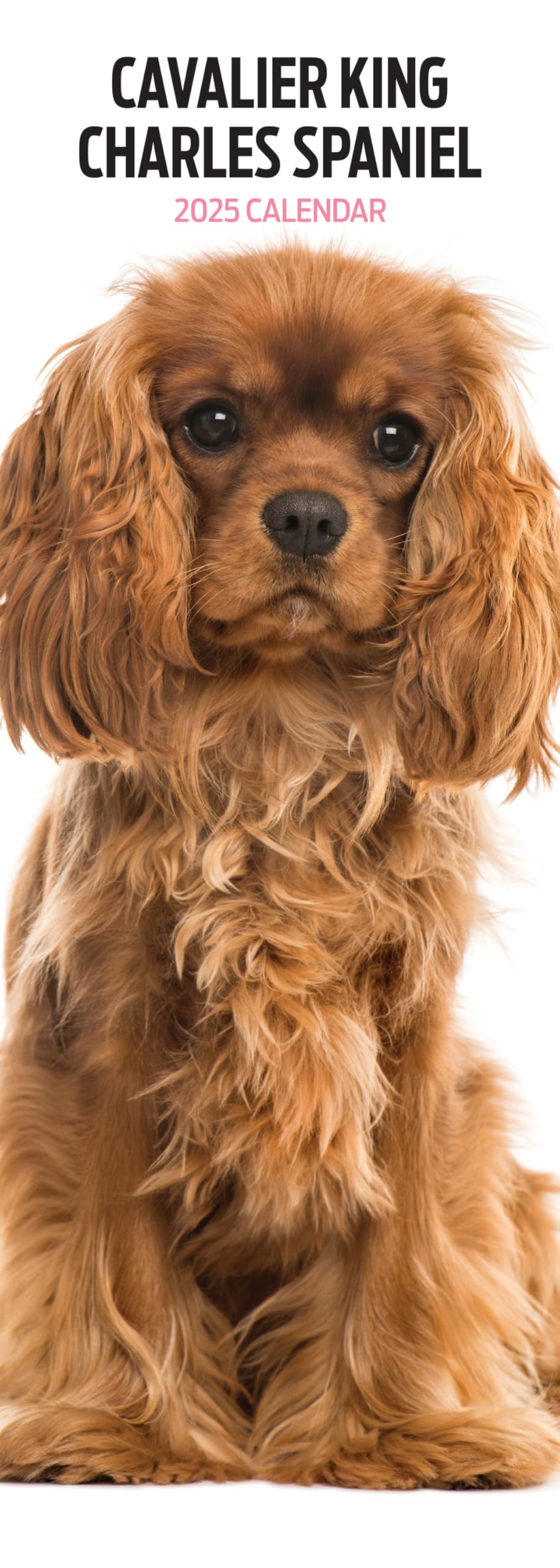 Cavalier King Charles 2025 Slim Calendar