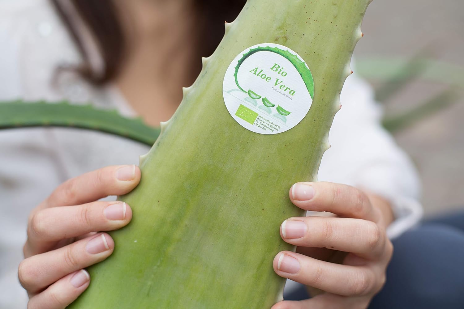 Las mejores hojas de aloe vera.: Amazon.es: Jardín