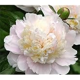 Shirley Temple Peony - Spectacular Double White Bare Root Peony&hellip;