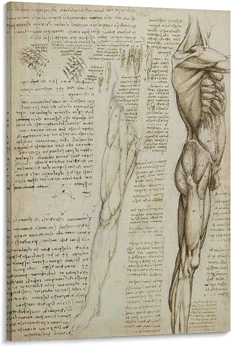Amazon 解剖学のポスター 脚の筋肉 キャンバスプリント イラストアート 芸術的な壁の装飾 リビングルーム オフィス 寝室の装飾壁画16 24インチ 40 60cm ウォールステッカー オンライン通販
