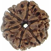 Arihant Gems & Jewels 6 Mukhi/Faced Nepali Rudraksha 100% Natural, Original & Certified Astrological Round Rudraksha Seeds Loose Beads (Elaeocarpus ganitrus) Unisex Both for Men & Women