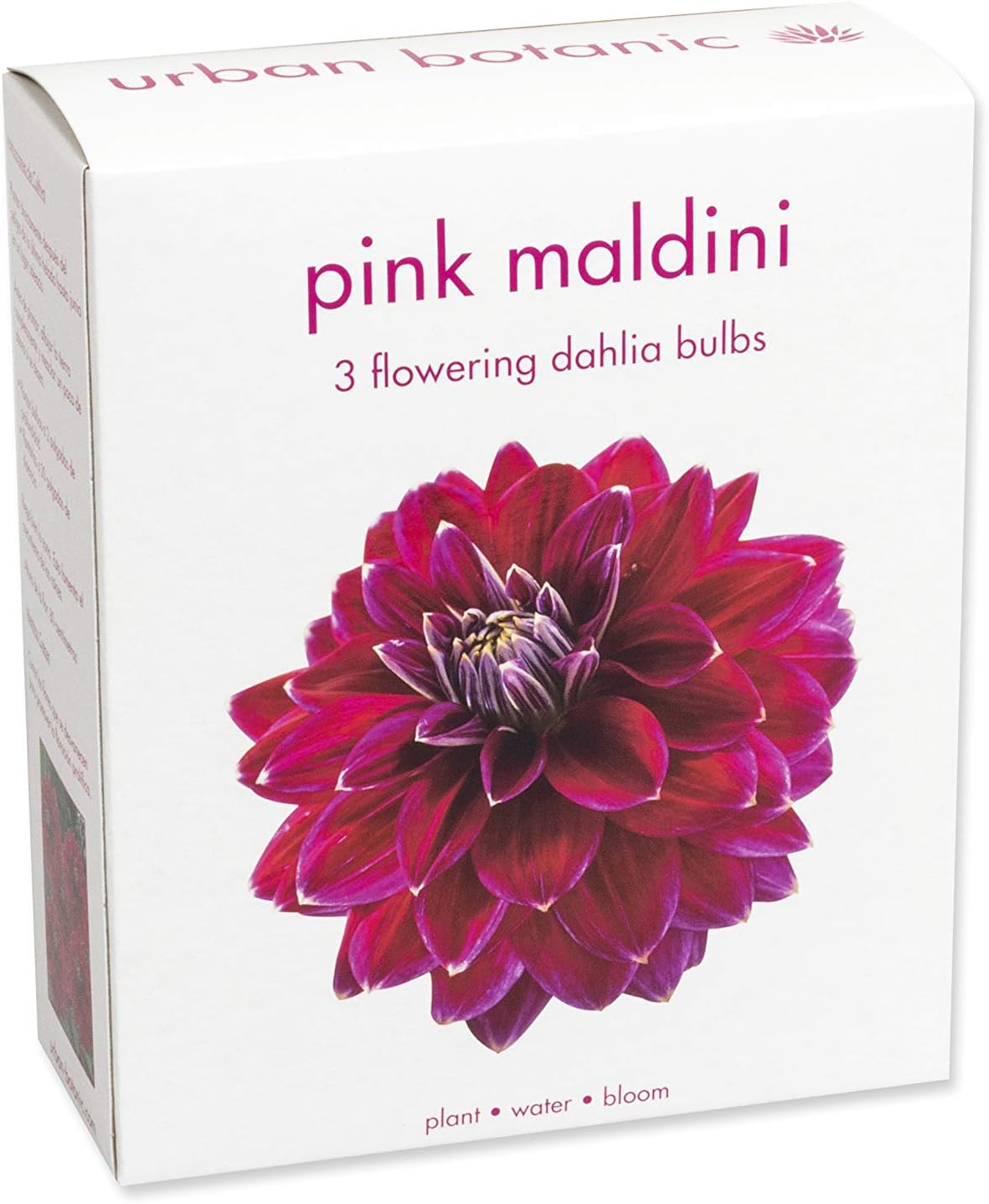 3 Large Dahlia Tubers (Bulbs) | Pink Maldini | Bloom All Summer Long