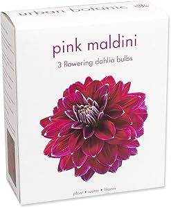 3 Large Dahlia Tubers (Bulbs) | Pink Maldini | Bloom All Summer Long