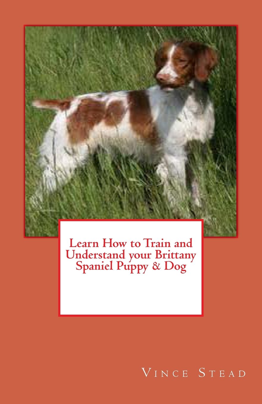 brittany spaniel separation anxiety