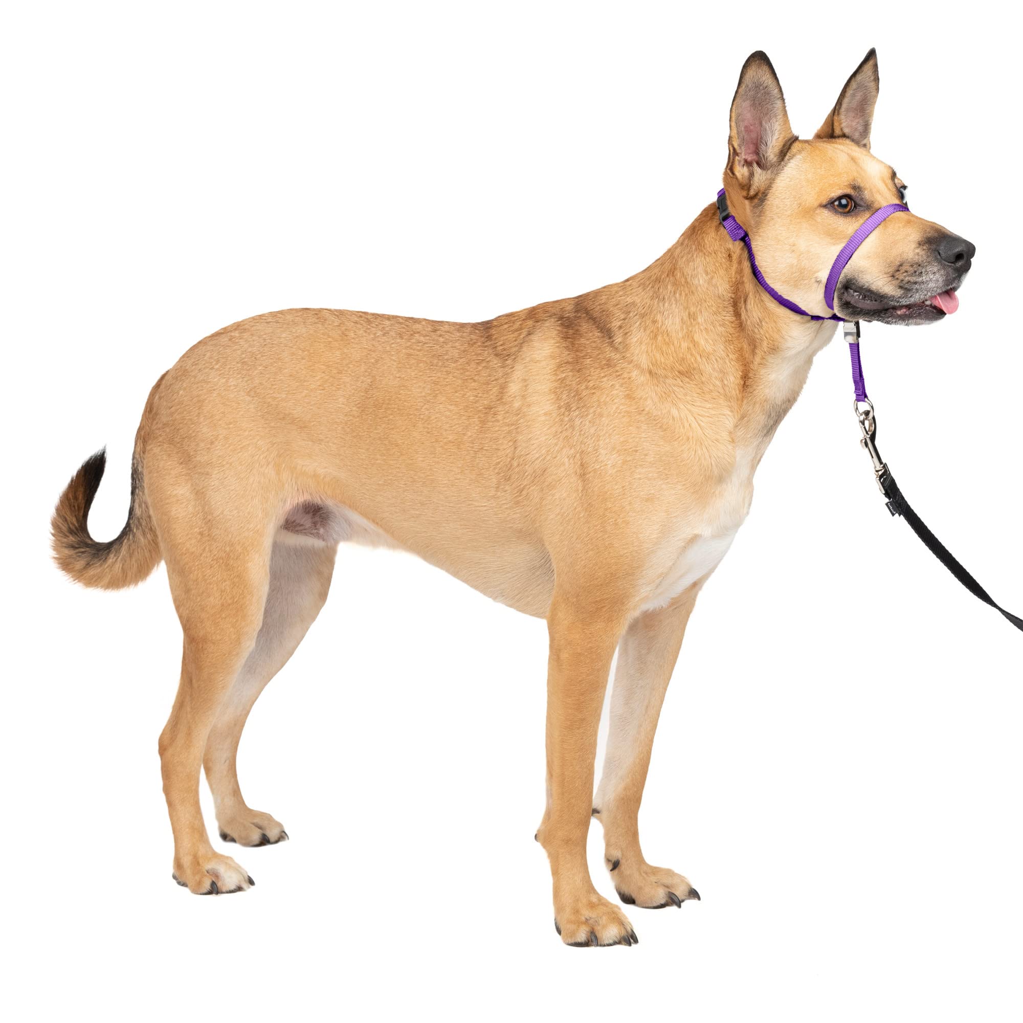 Photo 1 of PetSafe Gentle Leader No-Pull Dog Headcollar - The Ultimate Solution to Pulling - Redirects Your Dog's Pulling for Easier Walks - Helps You Regain Control - Medium, Deep Purple