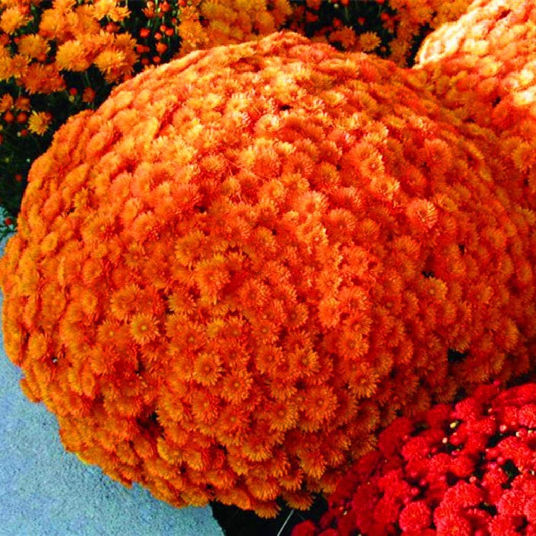 Goodfans Perennial Bonsai Mini Chrysanthemum Seeds Bonsai Plant Seeds Bonsai