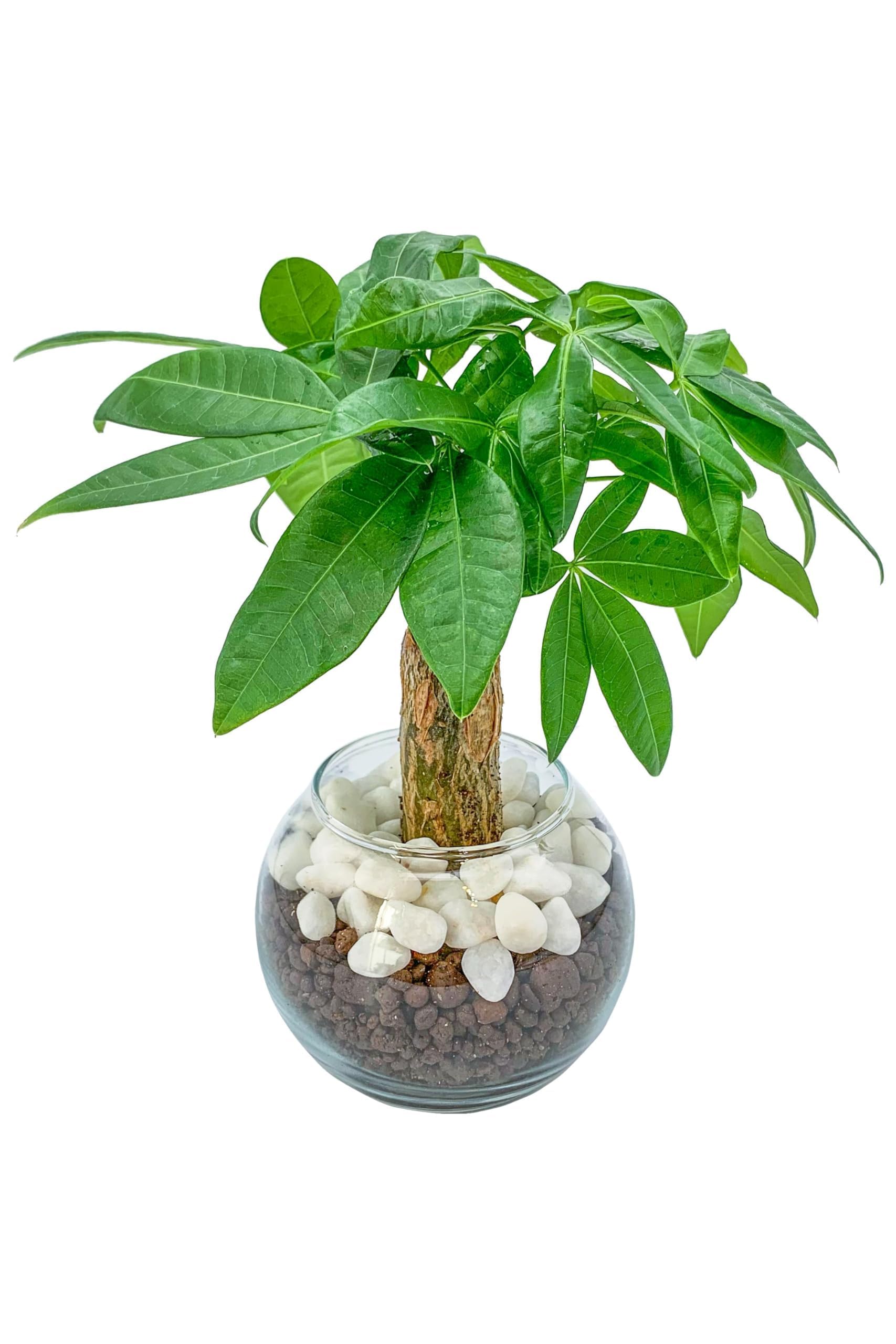 パキラ 観葉植物 本物 ミニ ハイドロカルチャー 【初心者でも簡単に育てられる】 植物 土を使わない 【虫が湧きにくくお手入れ簡単】 室内 おしゃれ [ miipas （ ミィパス ） ]商品画像