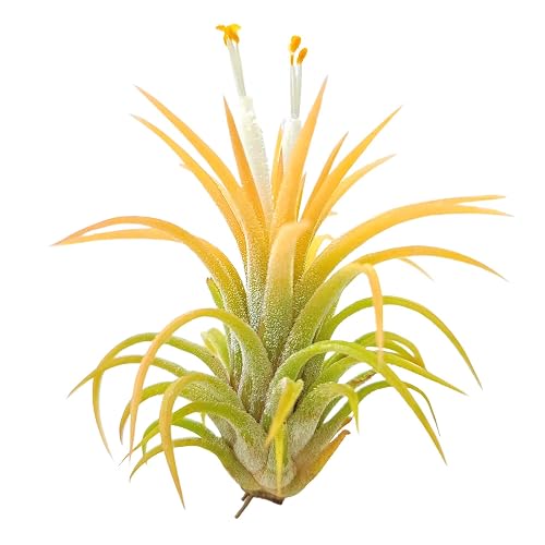 bee plant pot Abbott Collection Extra Small Single Bee Planter-3