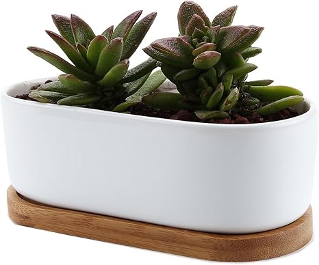 Amazon Co Jp T4u 17cm 植木鉢 多肉植物鉢 サボテン鉢 陶器鉢 底穴付き 竹トレイ付き 植物なし 白 楕円 誕生日 ギフト Diy 工具 ガーデン
