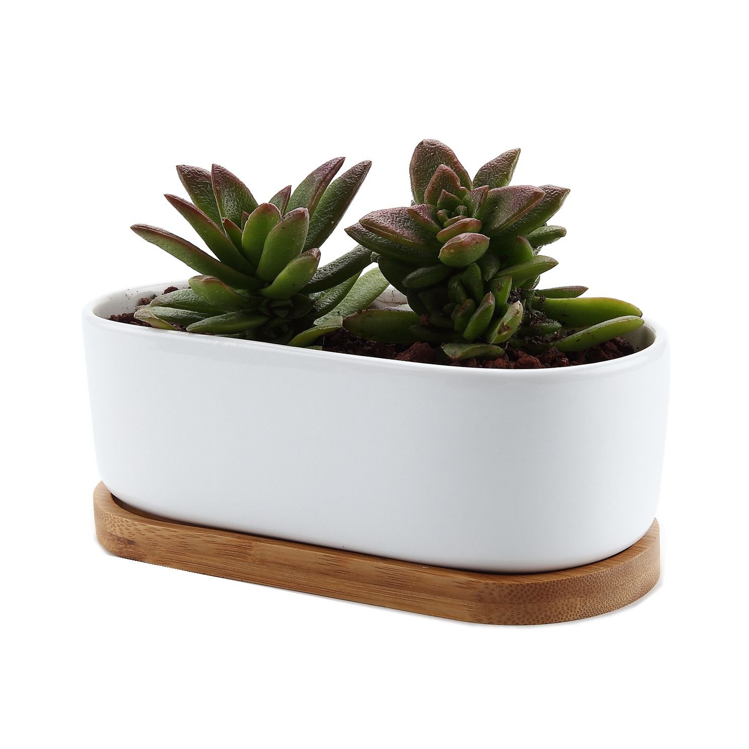T4U 17CM Ceramic White Modern Oval Design Succulent Plant Pot/Cactus Plant Pot With Bamboo Tray