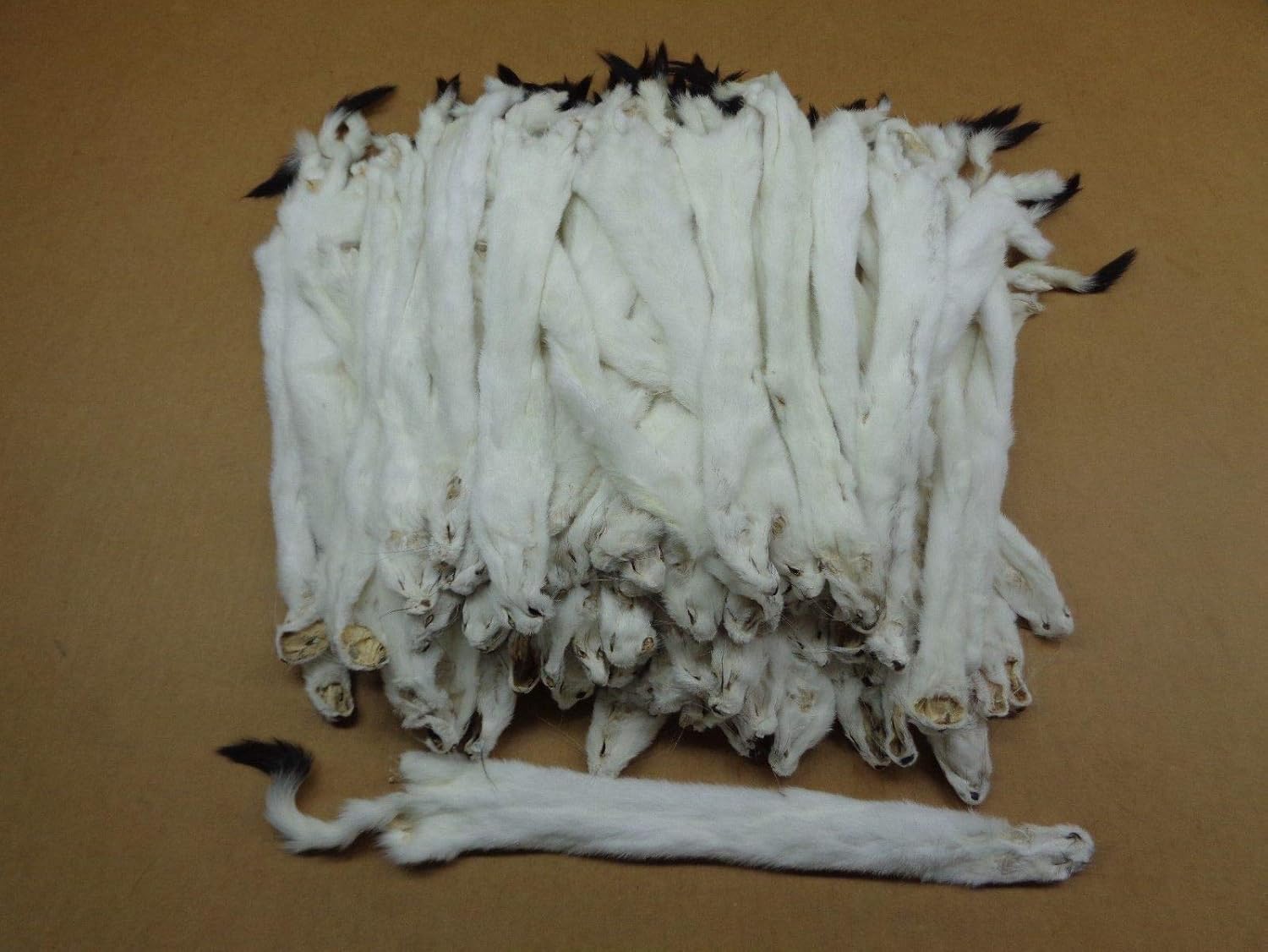 Ermine Weasel Pelt XXL Tanned 