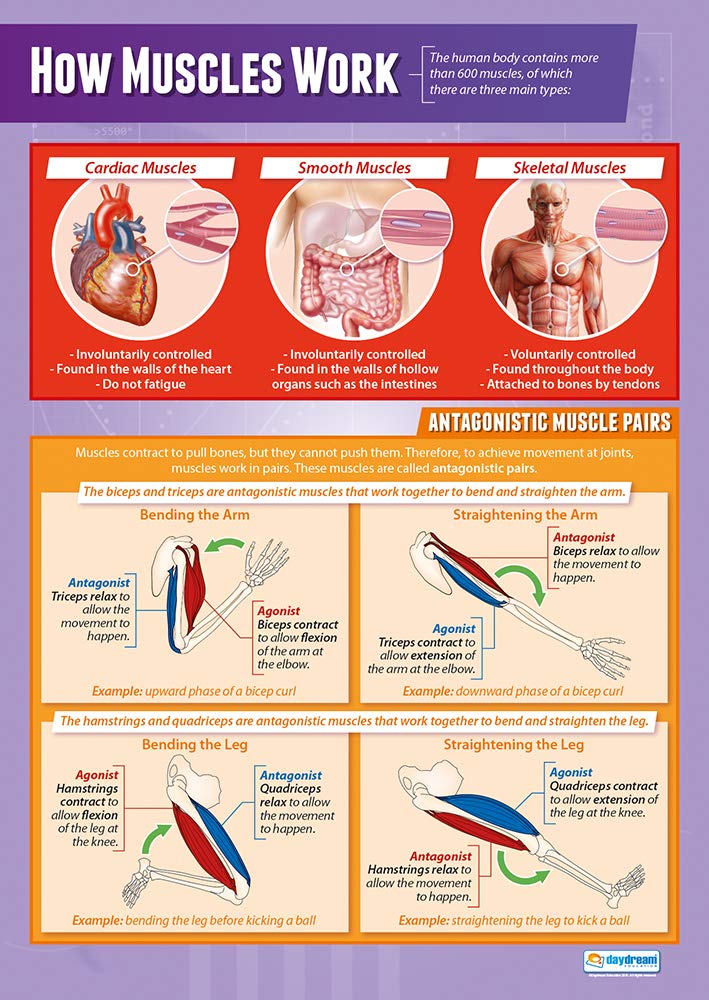 Daydream Education Muscles | Science Posters | Laminated Gloss Paper measuring 850mm x 594mm (A1) | Science Charts for the Classroom | Education Charts