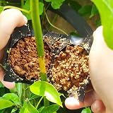 N/C Plant Rooting Device 12Pcs Grafting Kit with Water Bottle view 6