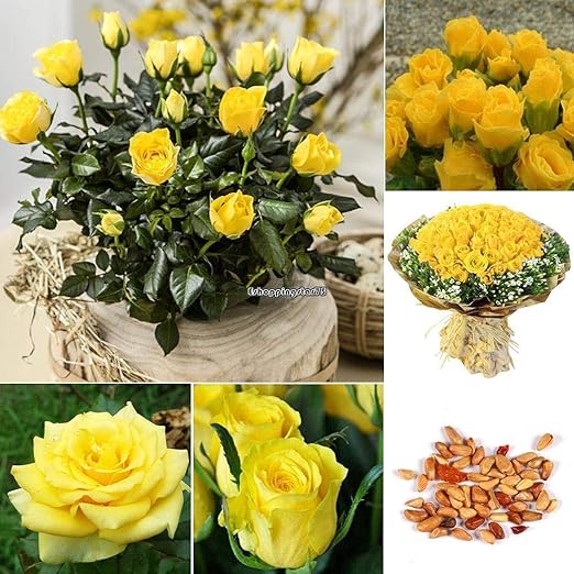 AGROBITS 2: Cultivar un huerto casero Balcón Planta Bonsai Yellow ...