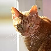 Nikon AF-S DX NIKKOR 18-140 f/3.5-5.6G ED VR: NIKON: Amazon.es ...