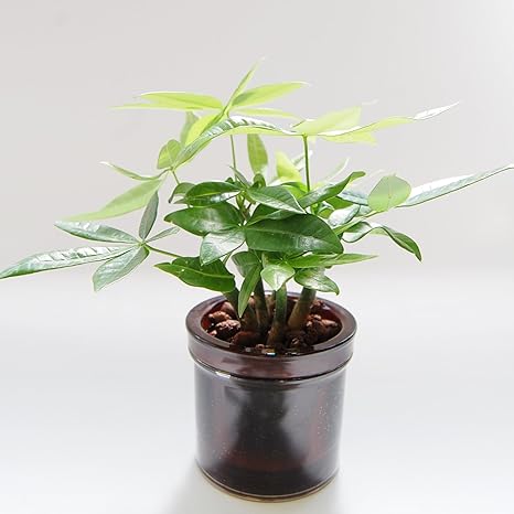 Amazon ハイドロカルチャー 水耕栽培 でお手軽観葉植物 楽ちん緑化計画 パキラ ブラウン 観葉植物 オンライン通販