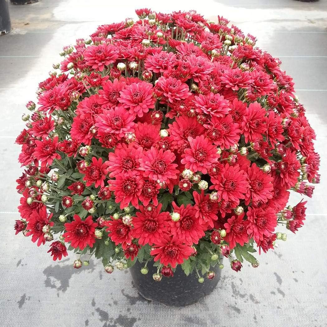 Goodfans Perennial Bonsai Mini Chrysanthemum Seeds Bonsai Plant Seeds Bonsai