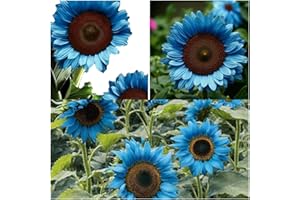 100pcs Rare Bright Blue Sunflower Seeds,Beautiful Organic Dwarf Variety,Bring Vitality to Your Home Garden