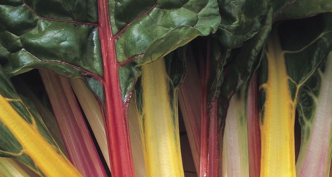 Chard Plants - Rainbow Mixed - Plants - 6 Quality Medium Plugs