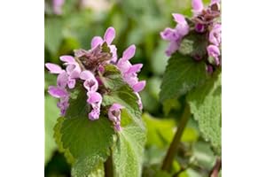 Palm Beach Medicinal Herbs - Purple Dead-Nettle (Lamium purpureum) - Packet of 50 Seeds