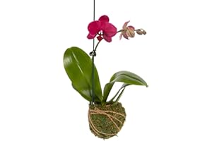 Better-Gro 19” Hanging Kokedama with Phalaenopsis Orchid – Indoor/Outdoor Planter- Pink
