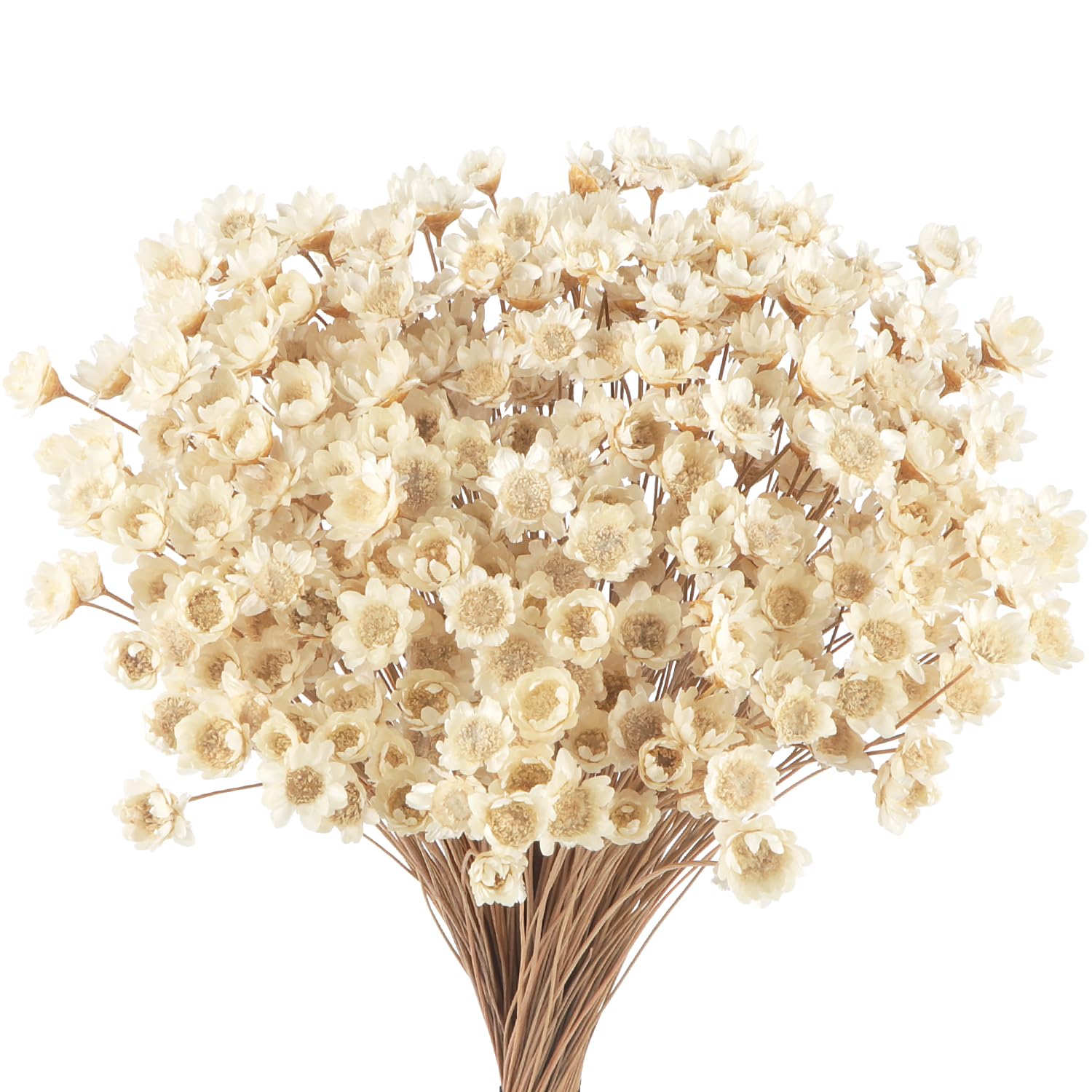 300 PCS Dried Flowers Brazilian Small Daisy Decorative Dried Flowers White Mini Daisy Mini Dried Baby's Breath Chamomile Bouquet for Holiday Party Decoration Diy Home Wedding Dried Floral Arrangements