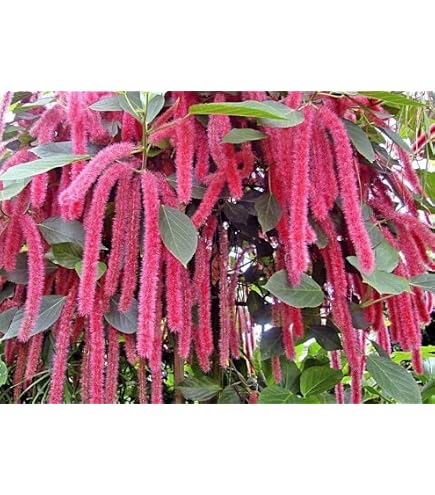 Amazon.com : Firetail Chenille Plants - Pack of 2 Dwarf Chenille Live Plants  - 4-6 Inches Tall - Unique Red Fuzzy Blooms, Great for Containers, Easy to  Grow - Acalypha pendula : Patio, Lawn & Garden