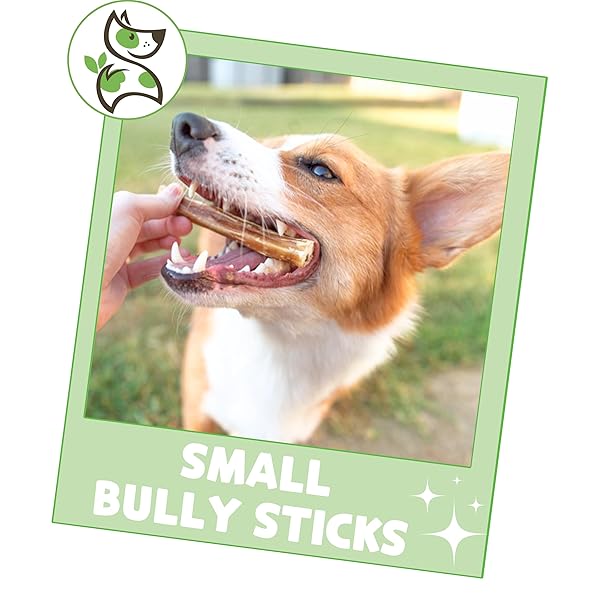 NATURE GNAWS SMALL BULLY STICKS FOR DOGS 5-6″ (15 COUNT) – LONG LASTING FOR LIGHT CHEWERS AND PUPPIES – NATURAL THIN BEEF DOG CHEW BONES – RAWHIDE FREE