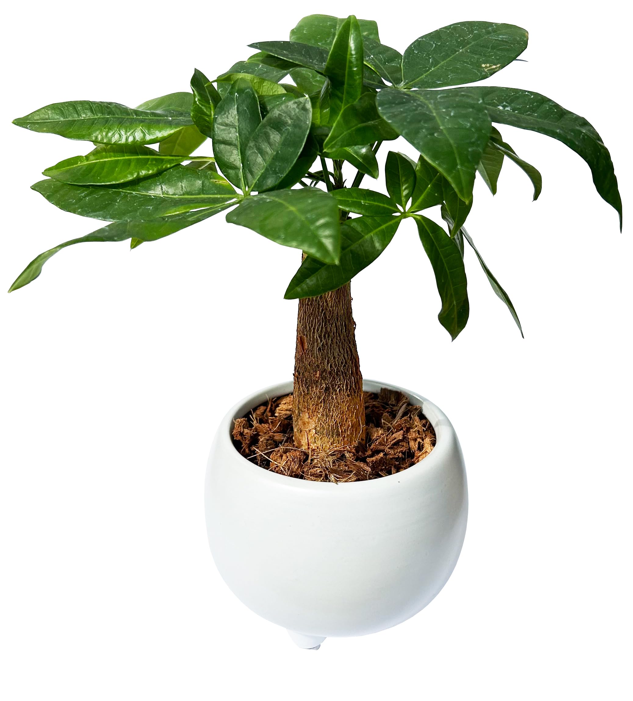 花のギフト社 パキラ 観葉植物 本物 おしゃれ ぱきら ミニ観葉植物 ミニ パキラの木 観葉商品画像