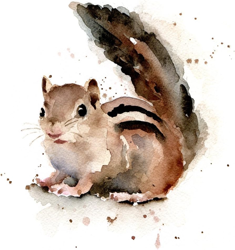 Amazon Com Chipmunk Watercolor Art Print By Artist Dj Rogers Posters Prints