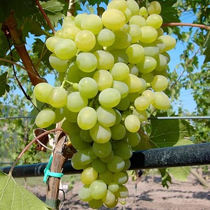 Solaris, gelbe Traube, pilzfester Wein, Wein Rebe gestäbt im 2 L Topf